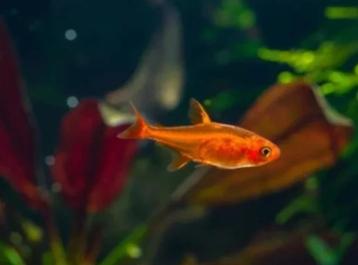 Hyphessobrycon amandae - Ember Tetra - Vuurzalmpje beschikbaar voor biedingen