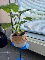 Kamerplant | Plant | Alocasia | Olifantsoor | Plantenmand, Huis en Inrichting, Kamerplanten, Ophalen, Overige soorten, Halfschaduw