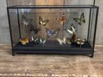 Mooie grote vitrine met diverse vlinders, Ophalen, Nieuw, Insect, Opgezet dier