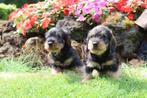 Ruwharige kleine dwerg teckel pups te koop, Dieren en Toebehoren, Honden | Teckels en Dashonden, Nederland, CDV (hondenziekte)