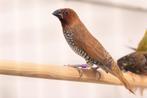 Indische muskaatvink, Dieren en Toebehoren, Vogels | Kanaries, Geslacht onbekend