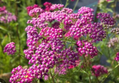 Achillea Cerise Queen, duizendblad, Tuin en Terras, Planten | Tuinplanten, Vaste plant, Volle zon, Zomer, Ophalen of Verzenden