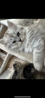 Brits langhaar kittens, Dieren en Toebehoren, Katten en Kittens | Overige Katten, Meerdere dieren