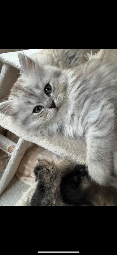 Brits langhaar kittens, Dieren en Toebehoren, Katten en Kittens | Overige Katten, Meerdere dieren