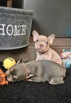 🥰 prachtige, super gave x franse Bulldog pups geboren 🥰, Dieren en Toebehoren, Bulldog, Meerdere, Meerdere dieren, Nederland