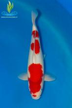 058 Kohaku, Dieren en Toebehoren, Vissen | Vijvervissen, Karper of Koi