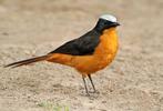 Schubkap tapuit - cossypha albicapilla, Dieren en Toebehoren, Meerdere dieren, Geringd