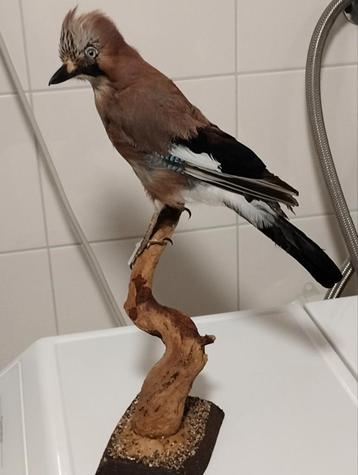Taxidermie Vlaamse gaai met LNV codering beschikbaar voor biedingen