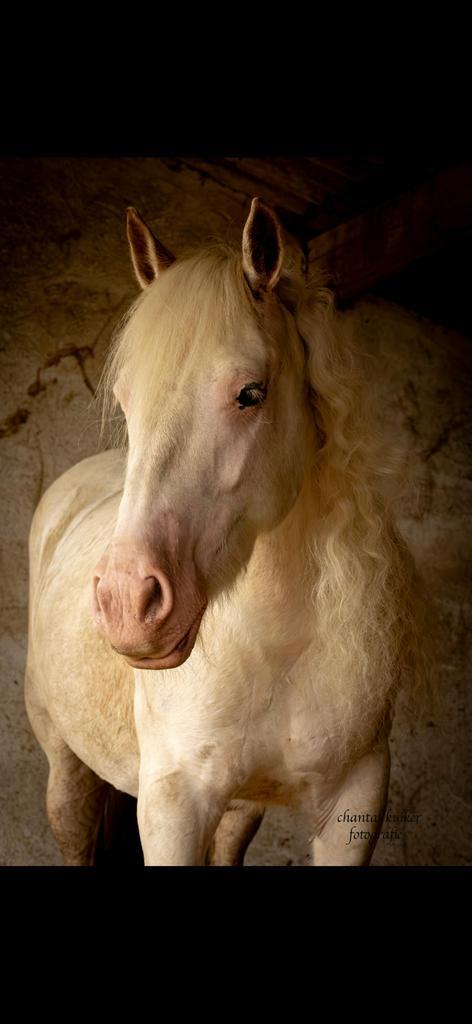 Irish cob te koop!, Dieren en Toebehoren, Paarden, Ruin, Zadelmak, Minder dan 160 cm, 3 tot 6 jaar, Dressuurpaard, Ingeënt