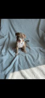 4 prachtige american bully xl pups stamboom, Rabiës (hondsdolheid), 8 tot 15 weken, Meerdere, Meerdere dieren