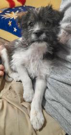 DRAGO, HEERLIJKE, MENSGERICHTE, ONDERNEMENDE PUP,, 15 weken tot 1 jaar, Reu, Parvo, Eén hond