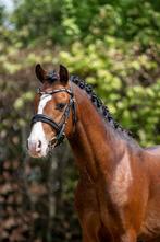 C pony,kwaliteit,aanpassingsvermogen,beginnerspony., Dieren en Toebehoren, Gechipt, Ruin, Springpony, 3 tot 6 jaar