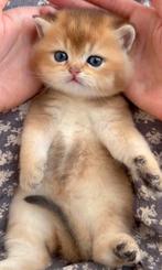 Britse Korthaar Kittens -ouders met stamboom, Dieren en Toebehoren, Meerdere dieren
