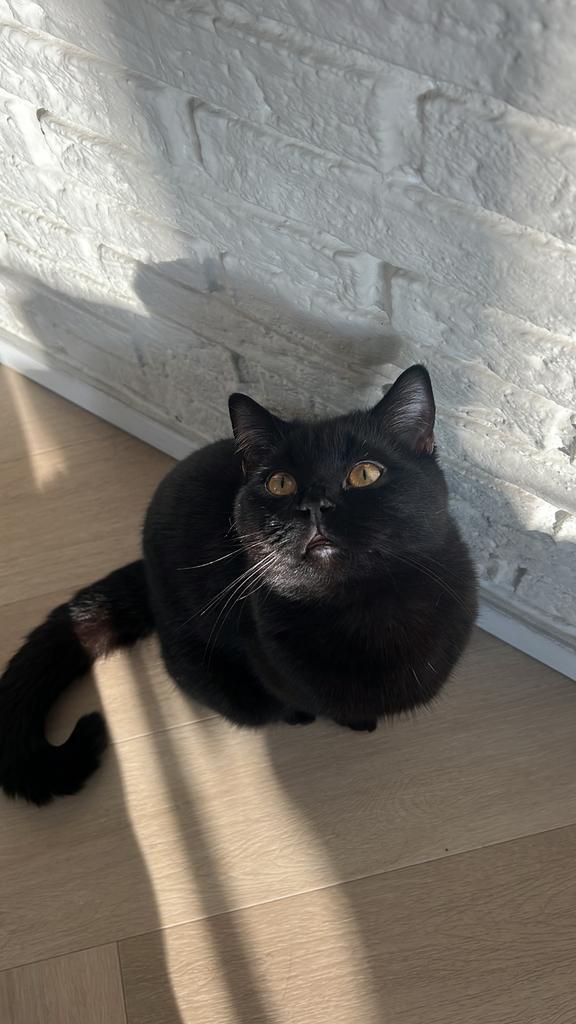 Dekkater, Dieren en Toebehoren, Katten en Kittens | Raskatten | Korthaar, Kater, Ontwormd