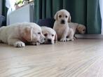 Labrador retiever puppy’s, Dieren en Toebehoren, Honden | Retrievers, Spaniëls en Waterhonden, Parvo, België, Particulier, 8 tot 15 weken