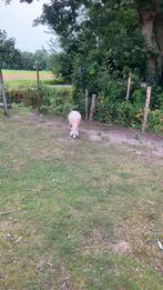2 ooien te koop 1 texelaar en 1 50%Texelaar, Dieren en Toebehoren, Schapen, Geiten en Varkens, Vrouwelijk, Schaap
