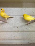 2 gele kanarie mannen, Mannelijk, Kleurkanarie