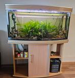 Aquarium 240liter, Dieren en Toebehoren, Vissen | Aquaria en Toebehoren, Ophalen, Zo goed als nieuw, Leeg aquarium