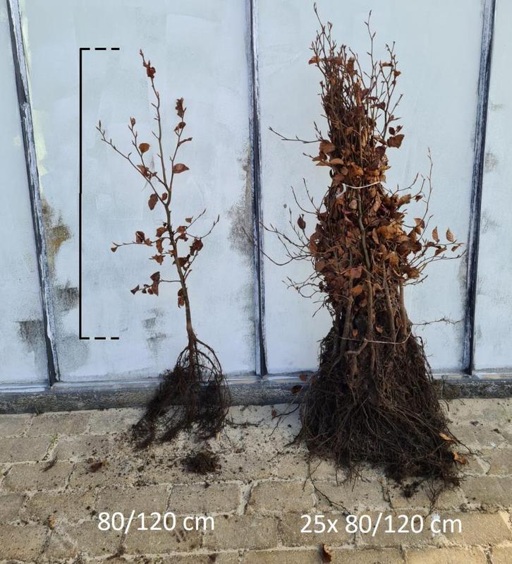 groene beuk. 140-160 cm! Nu het seizoen!!!, Tuin en Terras, Planten | Bomen, 100 tot 250 cm