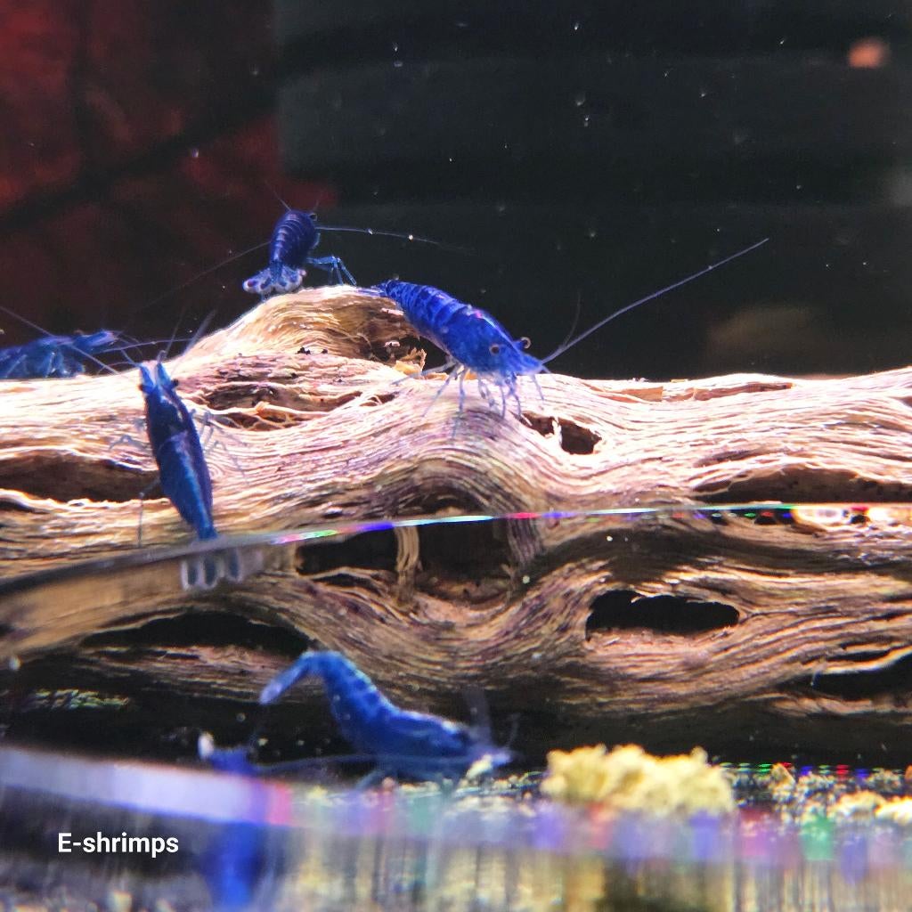 ☑️Diverse hobbykweek Neocaridina-garnalen Verzenden/afhalen, Kreeft, Krab of Garnaal, Zoetwatervis, Schoolvis