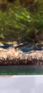 Blue dream garnalen neocaridina, Zoetwatervis, Kreeft, Krab of Garnaal, Schoolvis