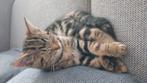 supper schattige lieve mannetjes kat, Dieren en Toebehoren, Katten en Kittens | Overige Katten, Kater