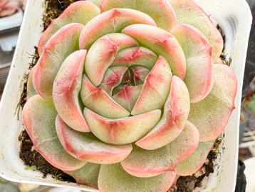 Echeveria Velvet Jenn /pot 7cm/vetplant/succulent beschikbaar voor biedingen