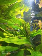 Guppen entler, Dieren en Toebehoren, Vis