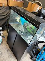 Juwel 80 aquarium met kast, Dieren en Toebehoren, Ophalen, Gebruikt, Leeg aquarium