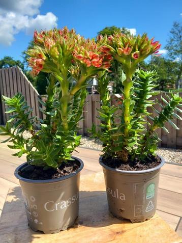 Crassula coccinea beschikbaar voor biedingen