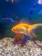 Aquarium + 5 Goldfish