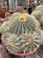 Cactus Fraai op kleur Ferocactus Glaucescens 65 cm schaal., Ophalen, Minder dan 100 cm, Bloeiende kamerplant, Volle zon
