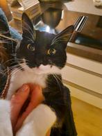 Lieve gecastreerde kater 7 maanden oud, Dieren en Toebehoren, Katten en Kittens | Overige Katten, Kater, Kortharig, 0 tot 2 jaar