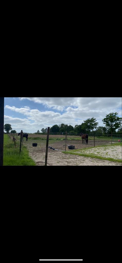 24-7 weiland, Dieren en Toebehoren, Stalling en Weidegang