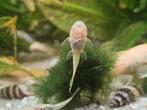 Albino ancistrus jongen, Dieren en Toebehoren, Vis