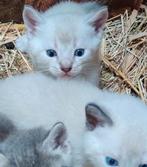 Prachtige mix kittens ook blauwe ogen, Dieren en Toebehoren, Katten en Kittens | Overige Katten, Meerdere dieren