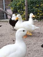 Lieve kwakertjes mannen, Dieren en Toebehoren, Meerdere dieren, Eend