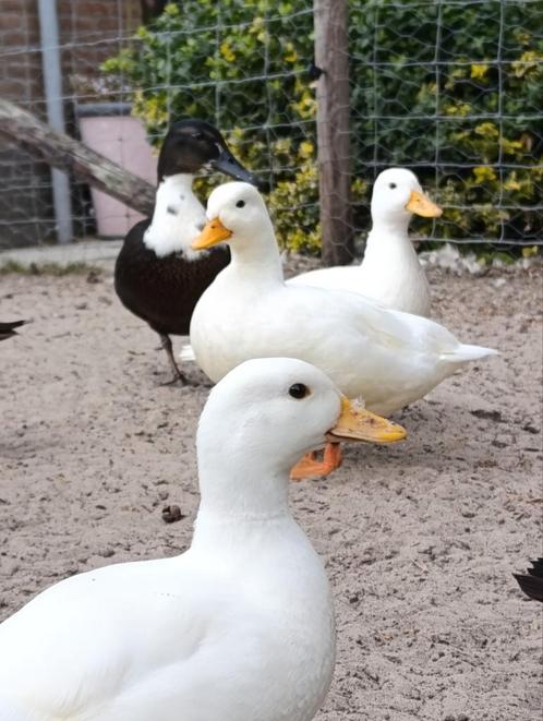 Lieve kwakertjes mannen, Dieren en Toebehoren, Pluimvee, Eend, Meerdere dieren