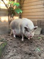 Mooi mini varken, Dieren en Toebehoren, Vrouwelijk, Varken