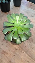 Stekjes aeronium, Huis en Inrichting, Kamerplanten, Ophalen of Verzenden, Halfschaduw, Minder dan 100 cm