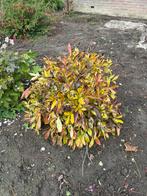 Tuin planten, Ophalen, Volle zon, Overige soorten, 100 tot 250 cm