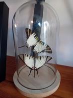 Vlinder in Stolp - Taxidermie - 12x18cm, Huis en Inrichting, Ophalen