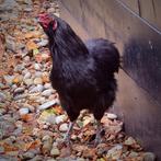 Haan - kruising kriel (zijdehoender) GRATIS AFHALEN, Dieren en Toebehoren, Pluimvee, Mannelijk, Kip