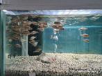 Nimbochromis Polystigma Malawi Cichliden, Dieren en Toebehoren, Vis, Zoetwatervis
