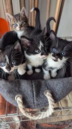 Nestje lieve kittens. Zwart/witte kater is verkocht, Dieren en Toebehoren, Katten en Kittens | Overige Katten, Meerdere dieren