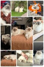 Tijdelijke opvang gezocht voor Muis & Flo, Diensten en Vakmensen, Dieren | Katten | Verzorging, Oppas en Les, Particuliere oppas