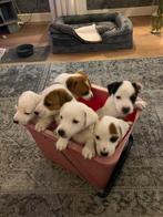 Mooie Jack Russel pups 1 helemaal wit, 5 wit met een vlekje., Rabiës (hondsdolheid), Jack Russell Terriër, 8 tot 15 weken, Meerdere