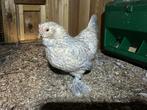 Ukkelse baardkriel koppels, Dieren en Toebehoren, Pluimvee, Kip