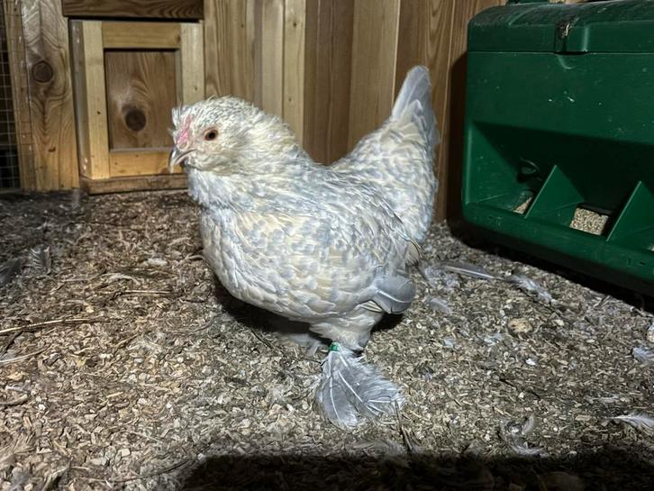 Ukkelse baardkriel koppels, Dieren en Toebehoren, Pluimvee, Kip