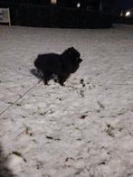 Honden oppas aangeboden, en evt in overleg andere huisdieren, Ophalen, Nieuw